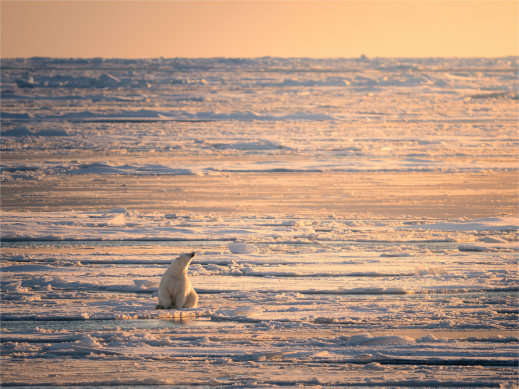 Main image Polar Bear at Sunset, 20x15