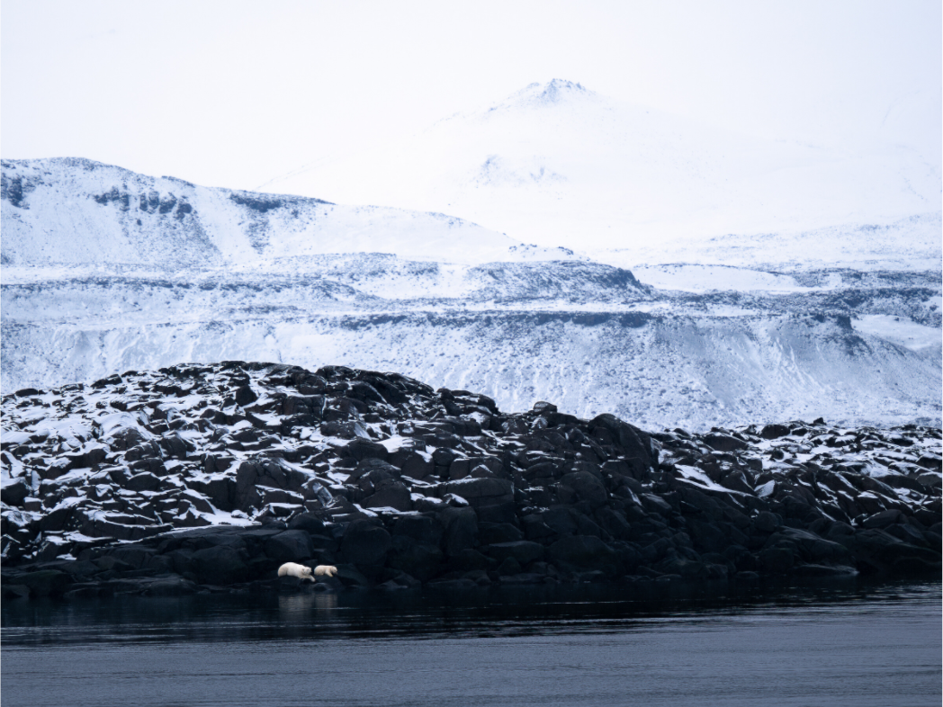 Main image Polar Bear Mother and Cub, 12x9