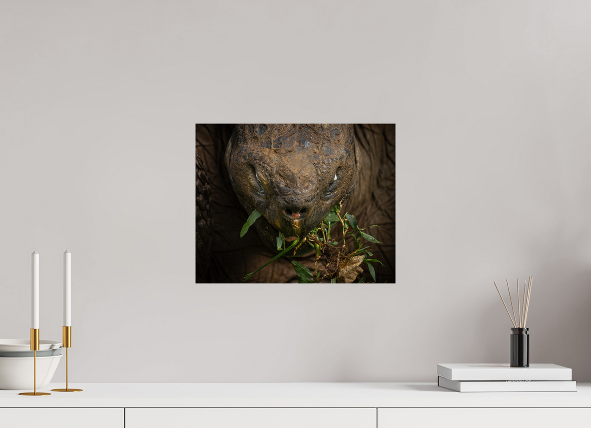 15 x 12″, ChromeLuxe HD Metal Print Galapagos Giant Tortoise