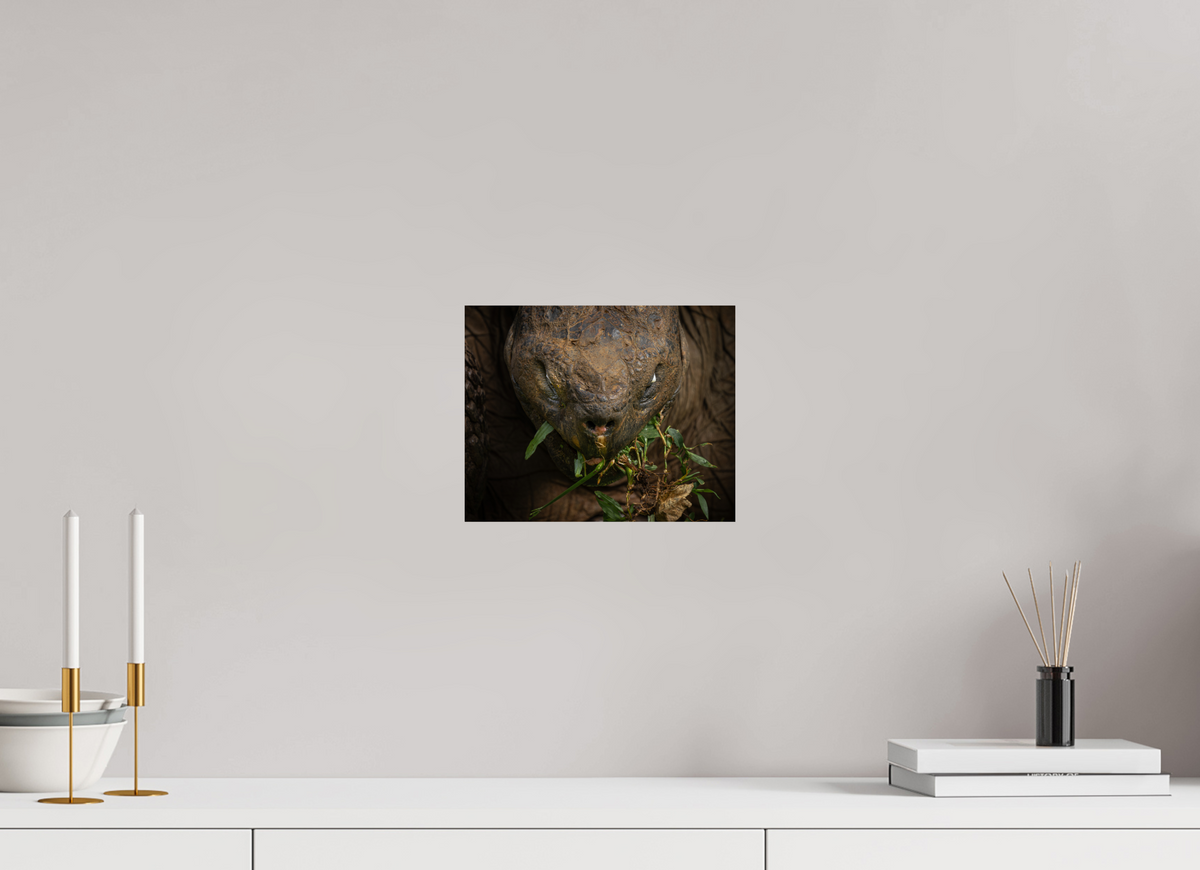 10 x 8″, ChromeLuxe HD Metal Print Galapagos Giant Tortoise