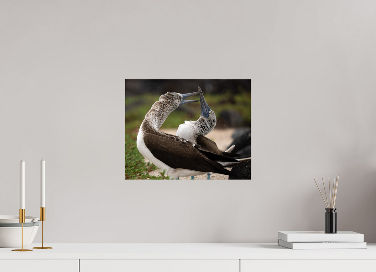 15 x 12″, Budget Print on Fuji Crystal DP II Blue Footed Boobies