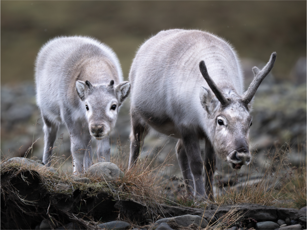 Main image Reindeer Mother and Calf, 24x18