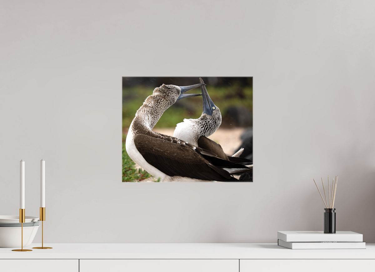 15 x 12″, Glossy Canvas with Wrapped Edges Blue Footed Boobies