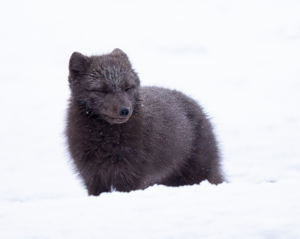 Main image Blue Arctic Fox, 10x8