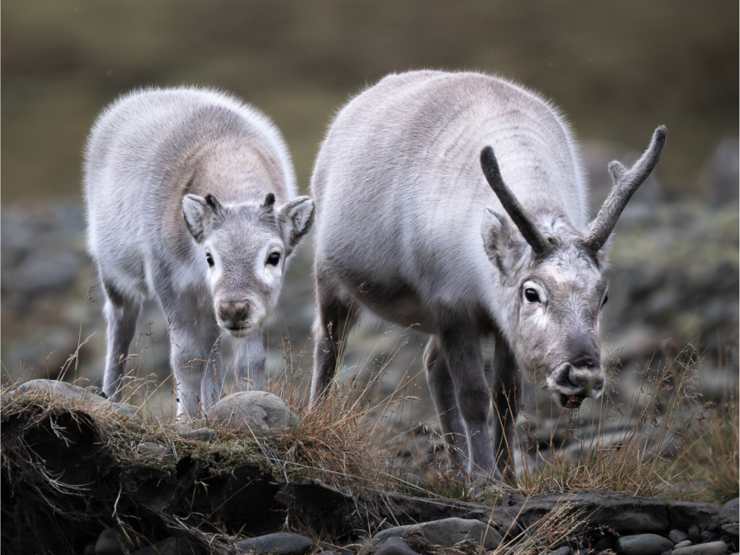 Main image Reindeer Mother and Calf, 12x9