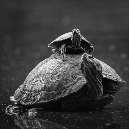 Turtle Tower