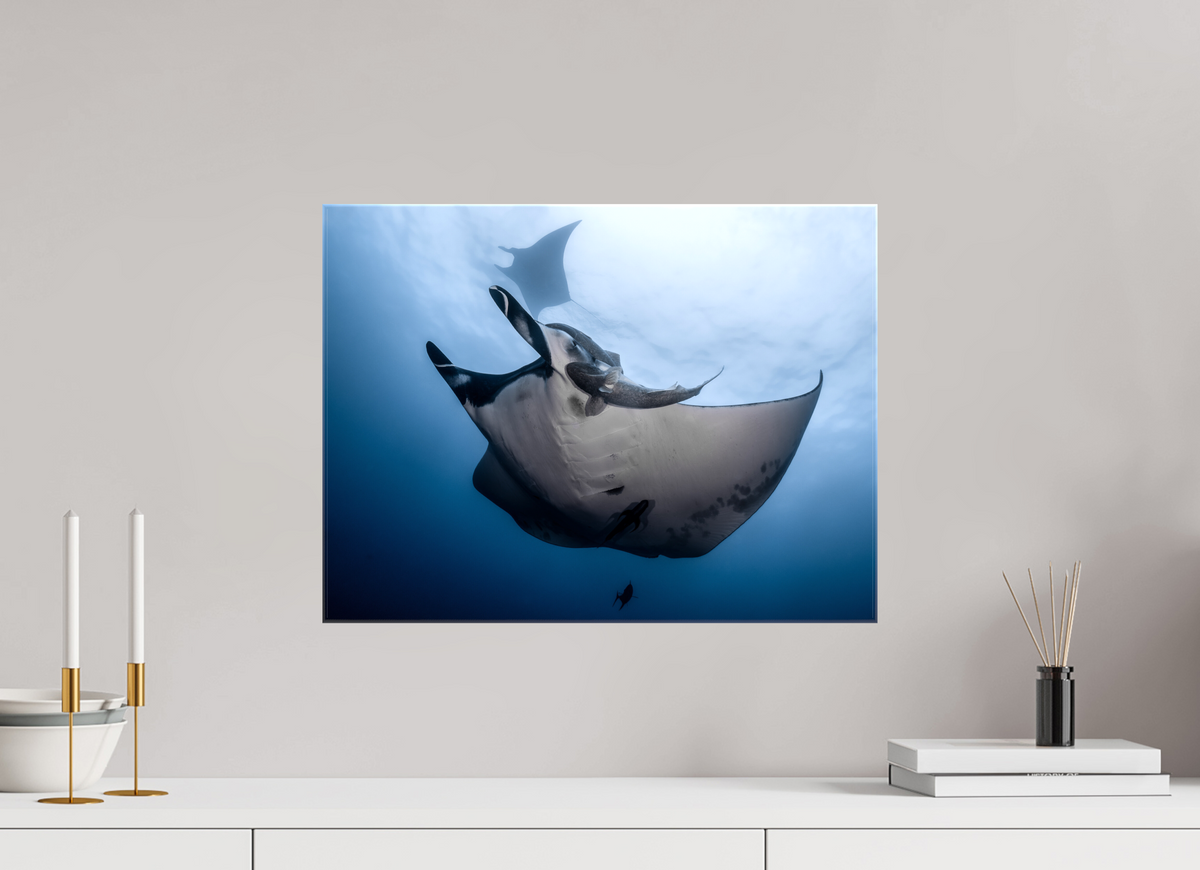 20 x 15″, Glossy Canvas with Wrapped Edges Manta Ray