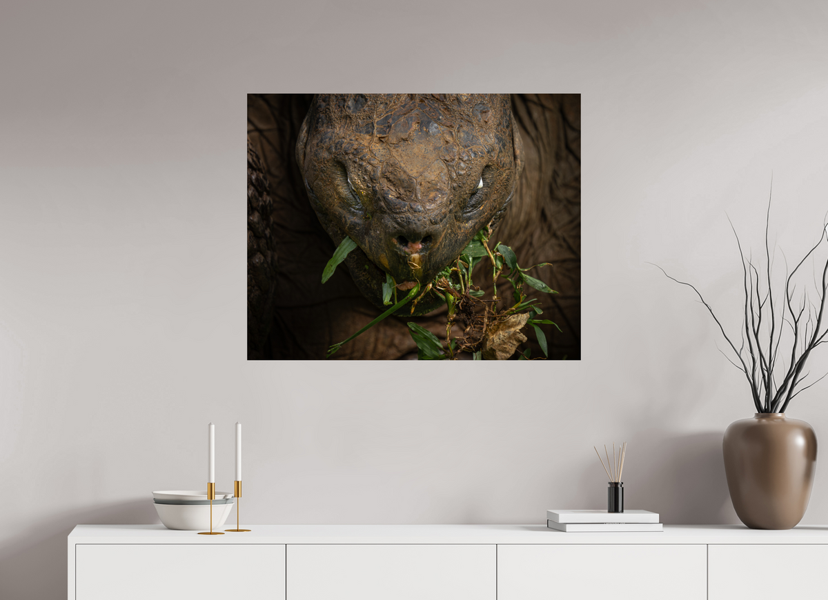 35 x 28″, ChromeLuxe HD Metal Print Galapagos Giant Tortoise