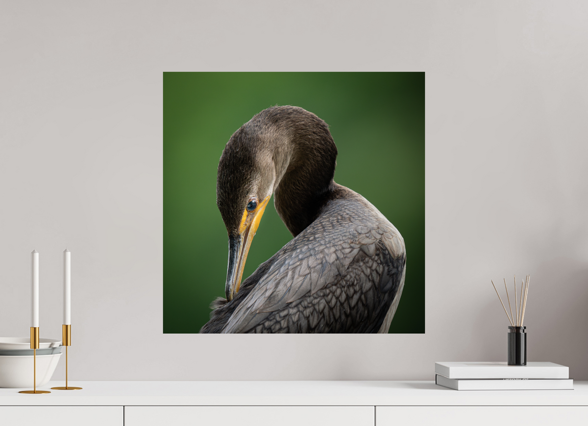 20 x 20″, Fine Art Print on Hahnemühle Baryta Double-crested Cormorant