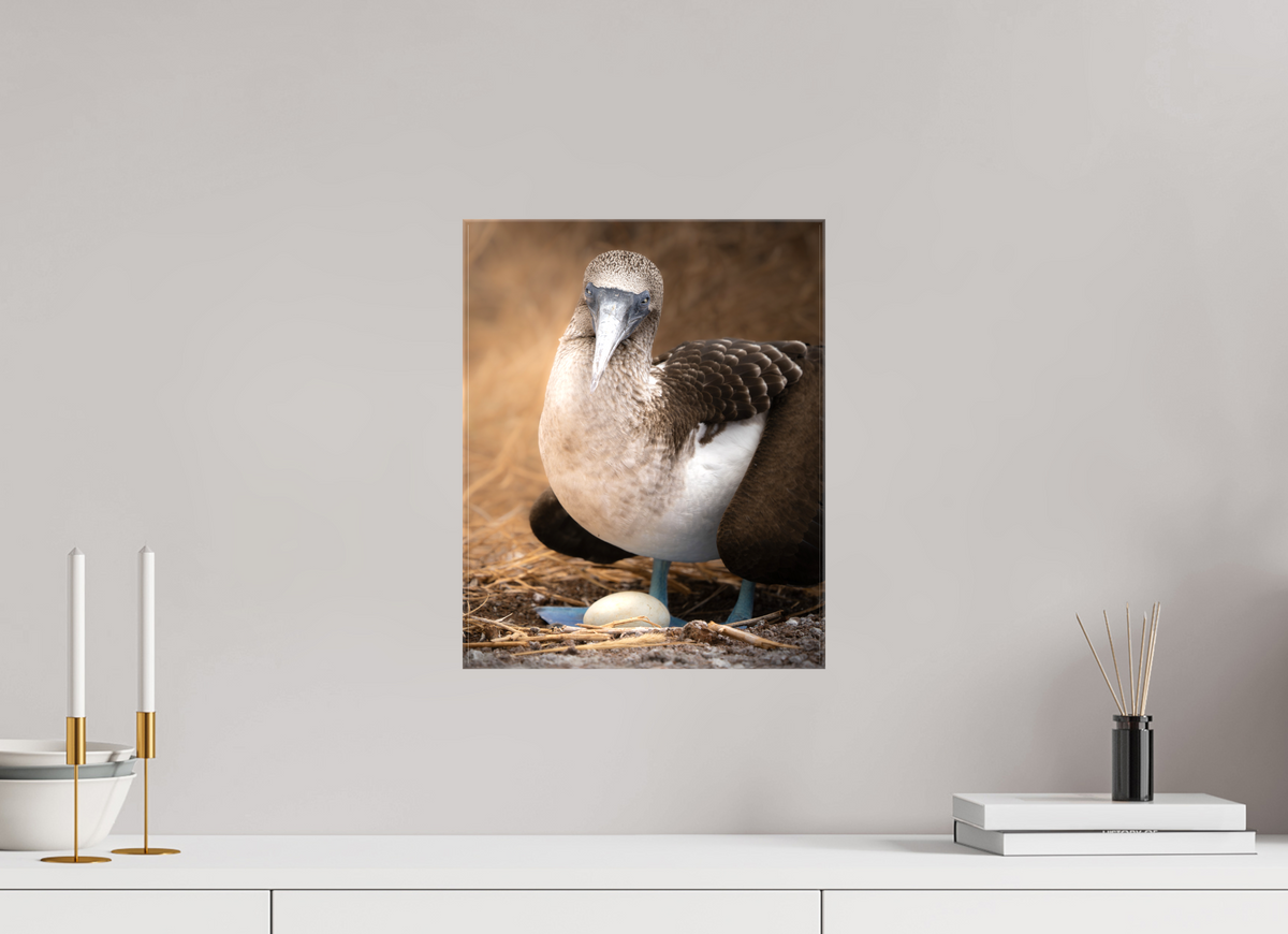 12 x 15″, Glossy Canvas with Wrapped Edges Blue Footed Booby with Egg