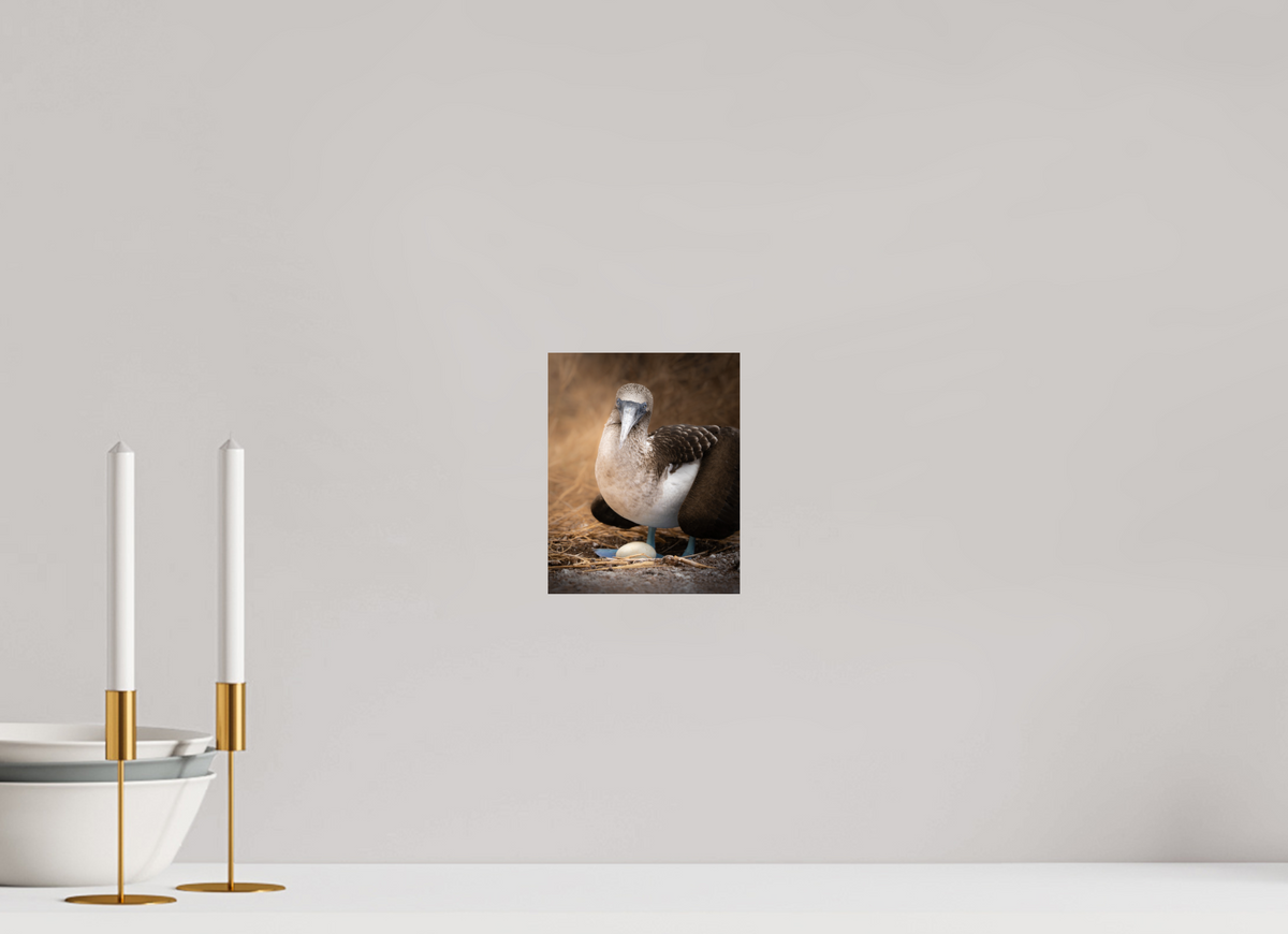 6 x 7.5″, Fine Art Print on Hahnemühle Baryta Blue Footed Booby with Egg