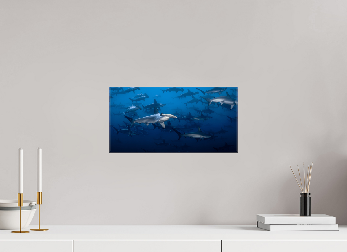 16 x 8″, Glossy Canvas with Wrapped Edges Hammerhead Sharks