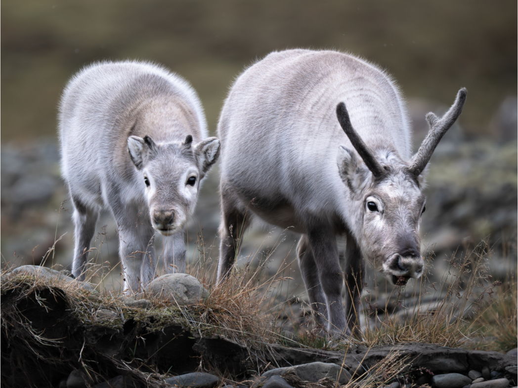 Main image Reindeer Mother and Calf, 16x12