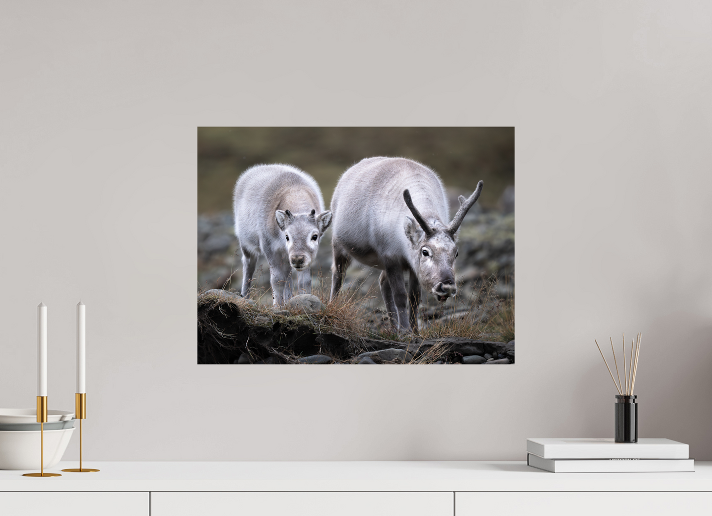 20 x 15″, Fine Art Print on Hahnemühle Baryta Reindeer Mother and Calf, 20x15
