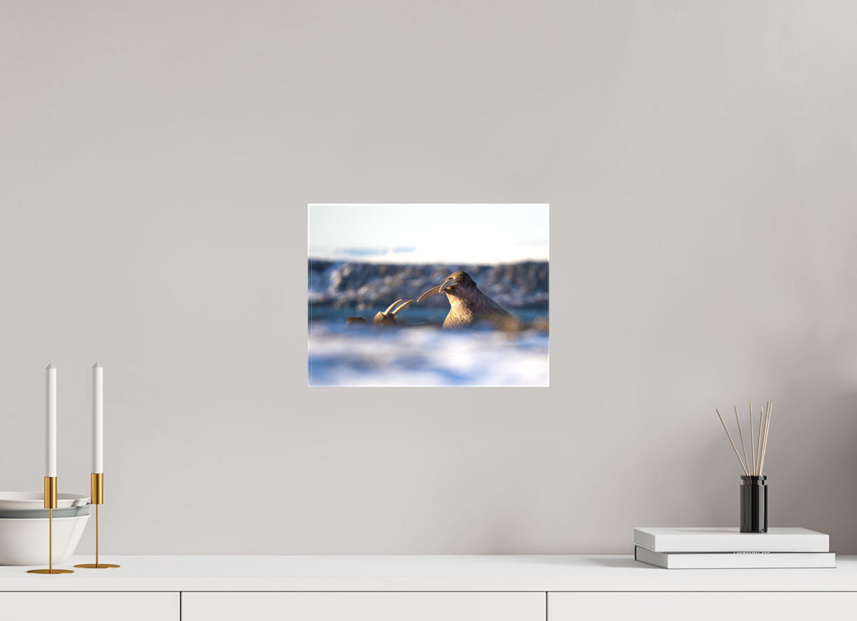 12 x 9″, Glossy Canvas with Wrapped Edges Walrus Sandwich
