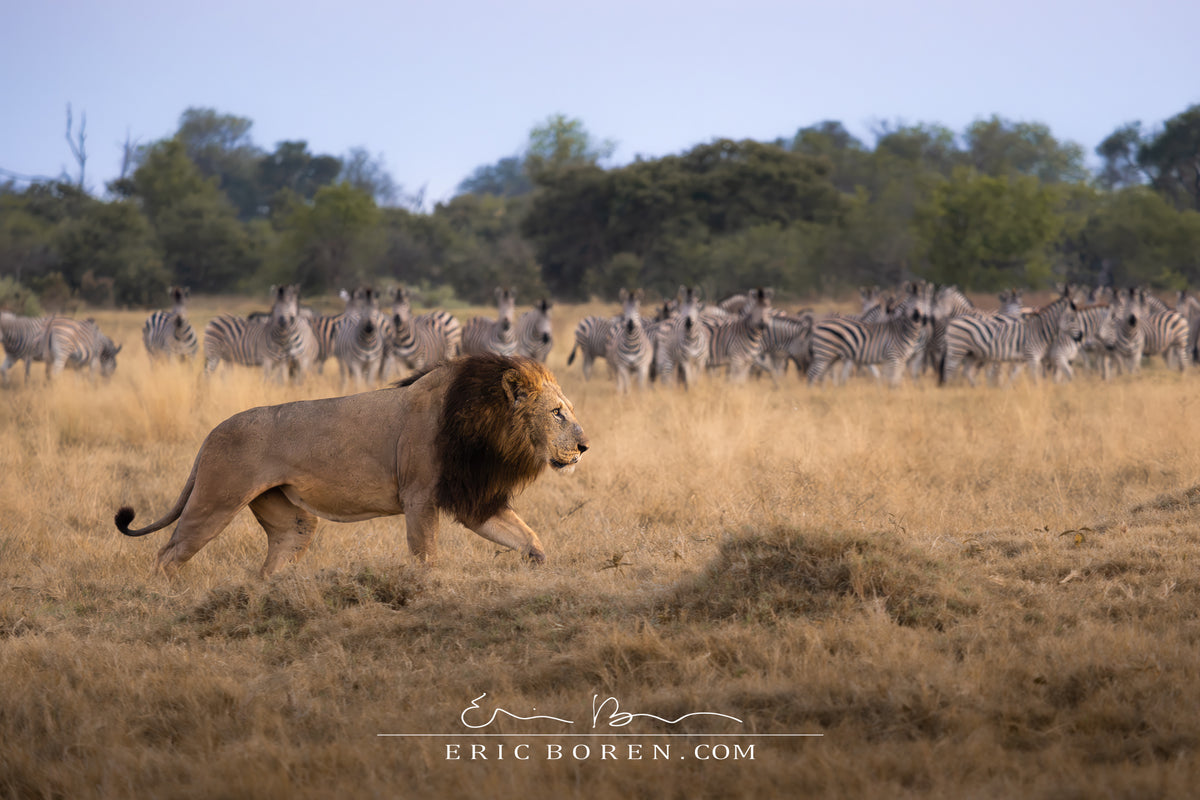 A King and His Audience