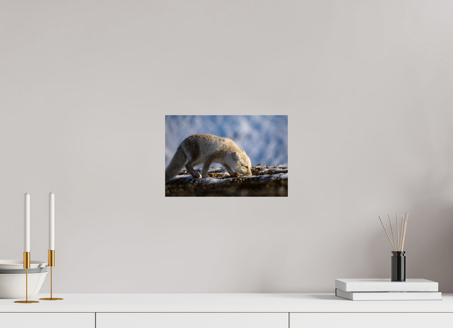 12 x 8″, ChromeLuxe HD Metal Print Arctic Fox Sniffing, 12x8