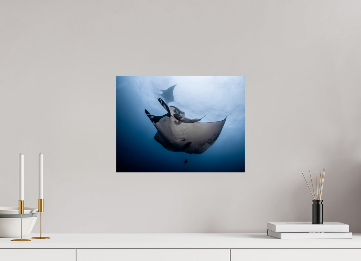 16 x 12″, Fine Art Print on Hahnemühle Baryta Manta Ray