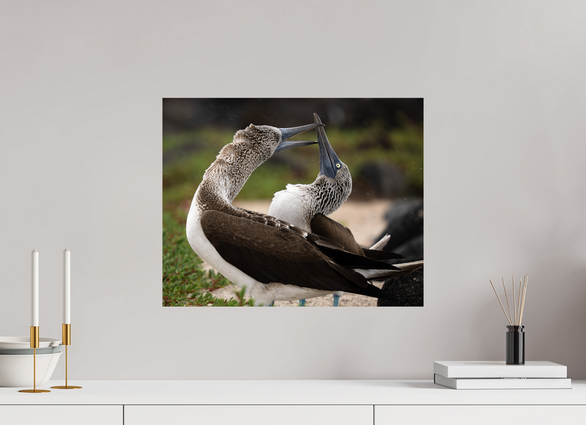 20 x 16″, Fine Art Print on Hahnemühle Baryta Blue Footed Boobies