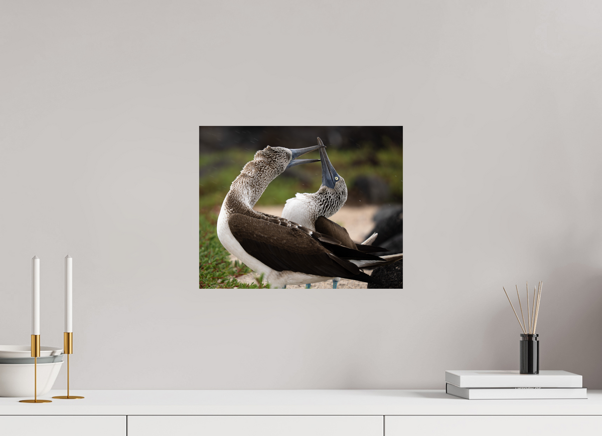 15 x 12″, ChromeLuxe HD Metal Print Blue Footed Boobies