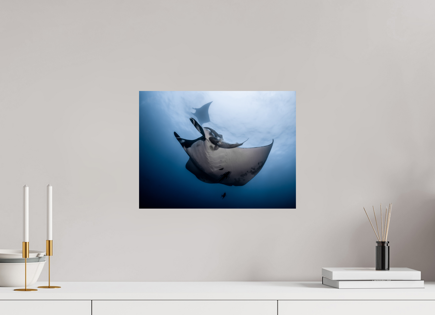 Manta Ray