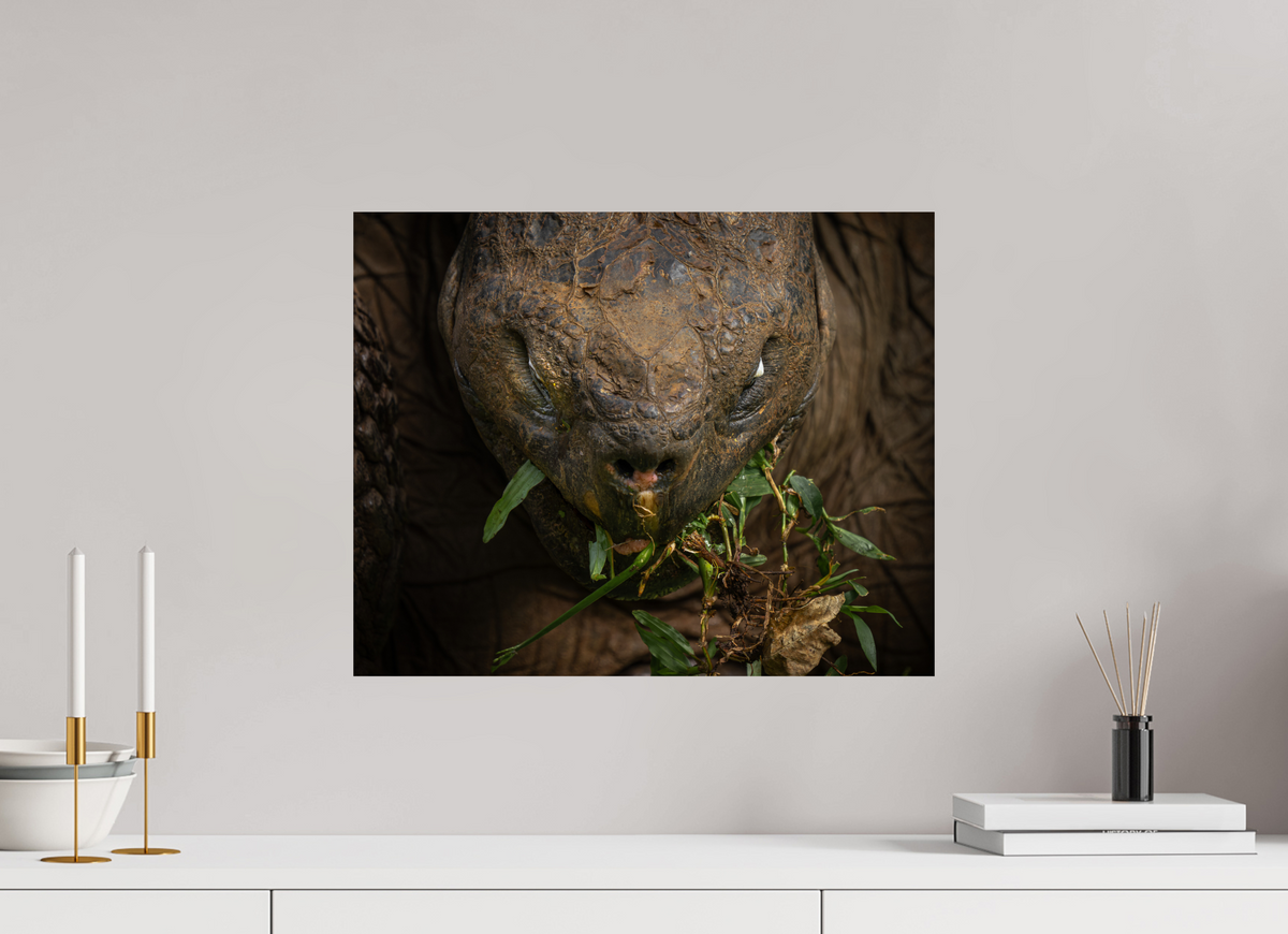 20 x 16″, ChromeLuxe HD Metal Print Galapagos Giant Tortoise