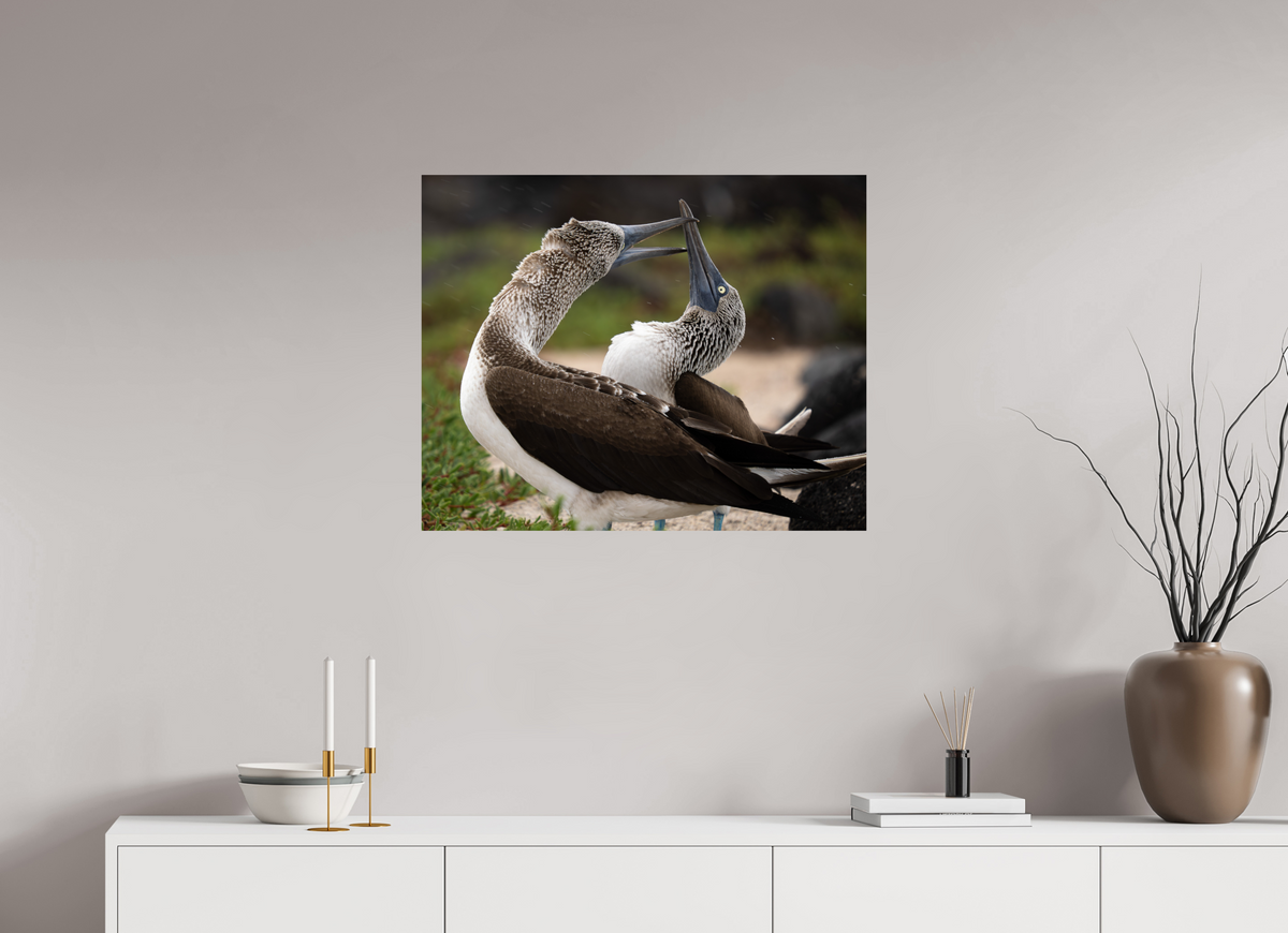 30 x 24″, ChromeLuxe HD Metal Print Blue Footed Boobies