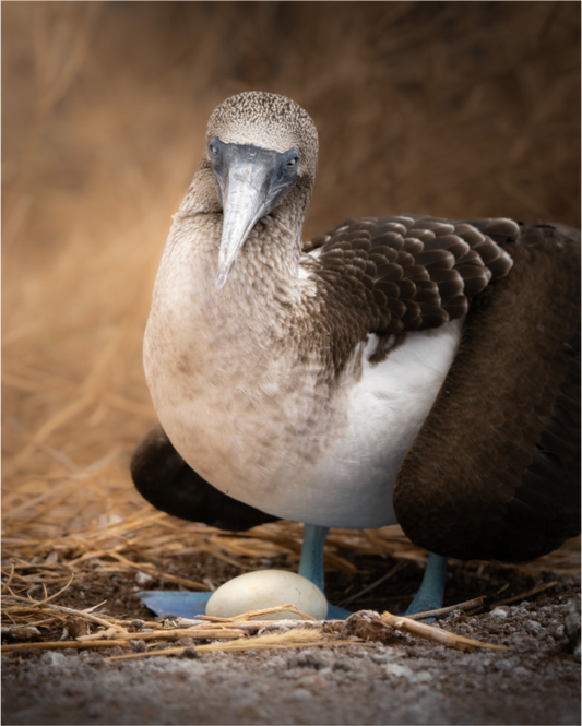 Blue Footed Booby with Egg