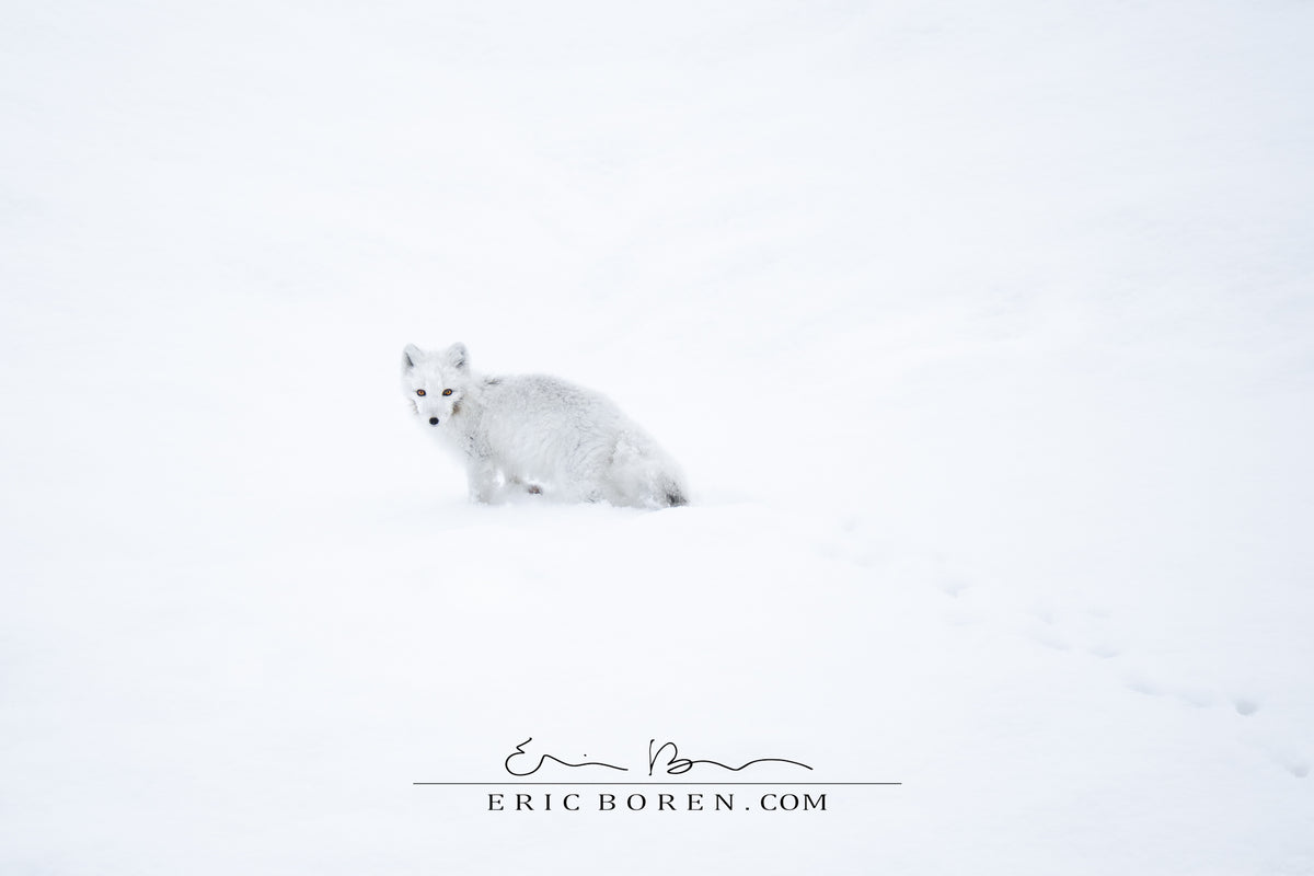 Arctic Fox in the Snow