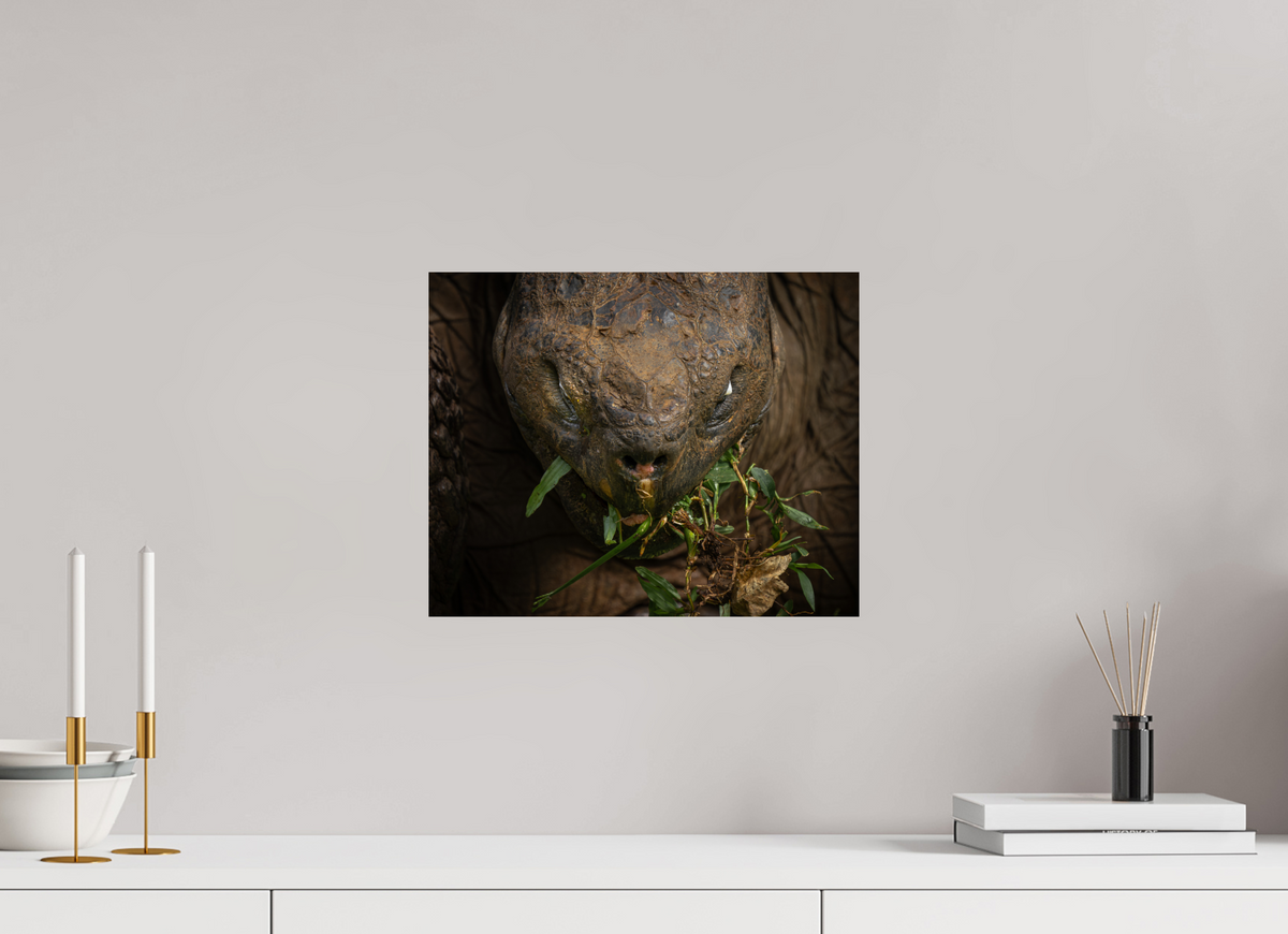 15 x 12″, Budget Print on Fuji Crystal DP II Galapagos Giant Tortoise