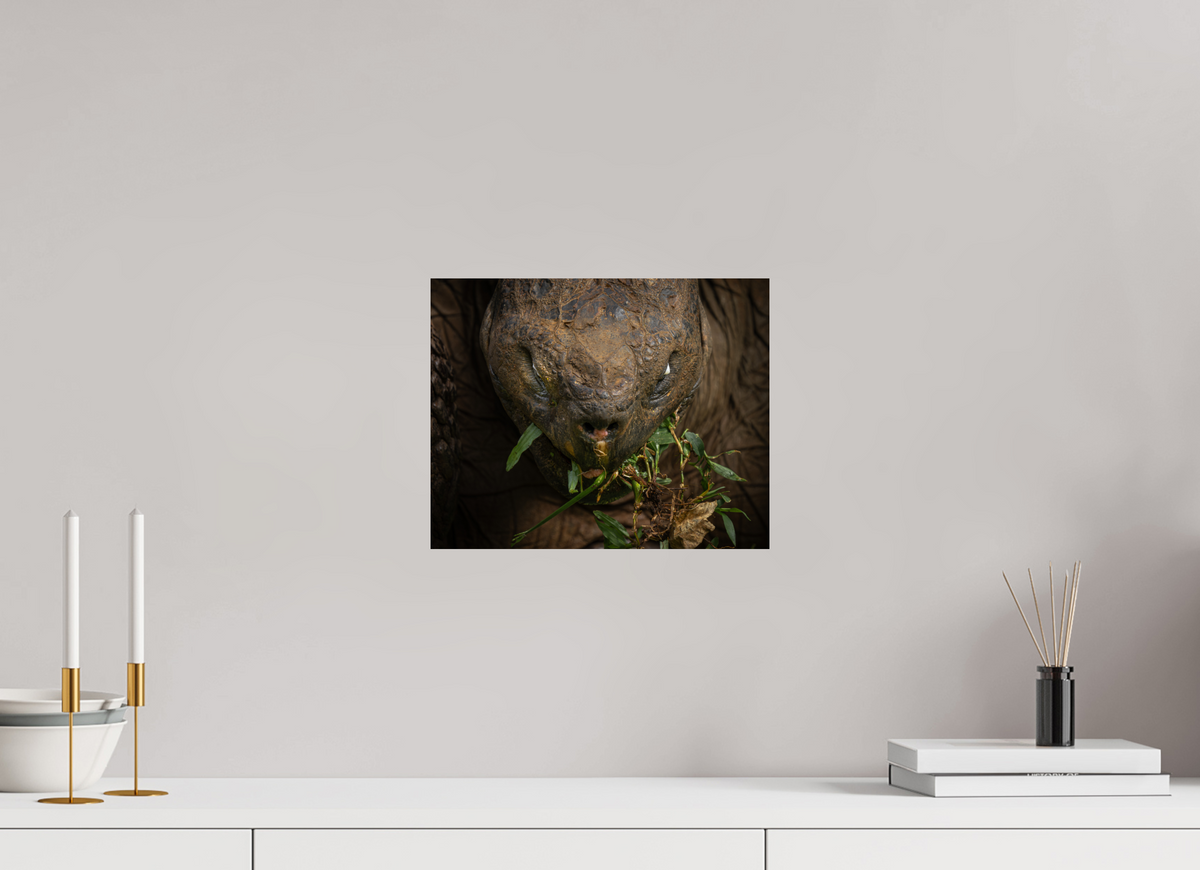 12.5″ x 10″, ChromeLuxe HD Metal Print Galapagos Giant Tortoise