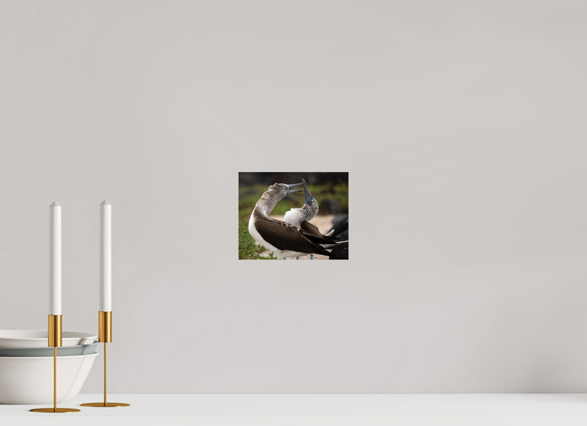 7.5 x 6″, Fine Art Print on Hahnemühle Baryta Blue Footed Boobies