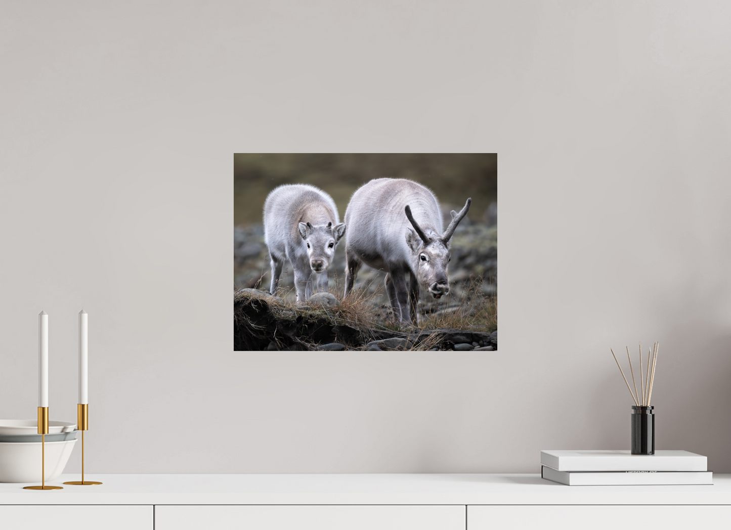 16 x 12″, ChromeLuxe HD Metal Print Reindeer Mother and Calf, 16x12