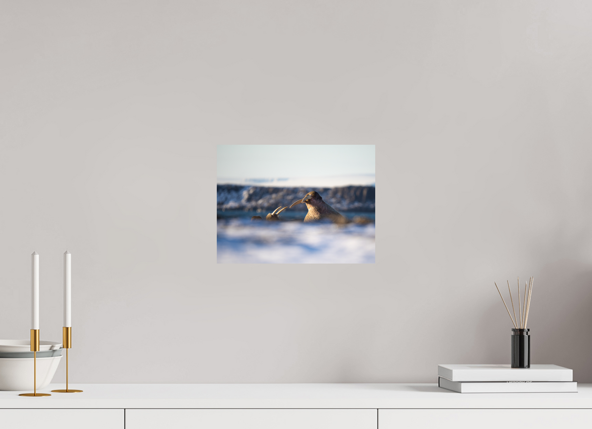 12 x 9″, Budget Print on Fuji Crystal DP II Walrus Sandwich
