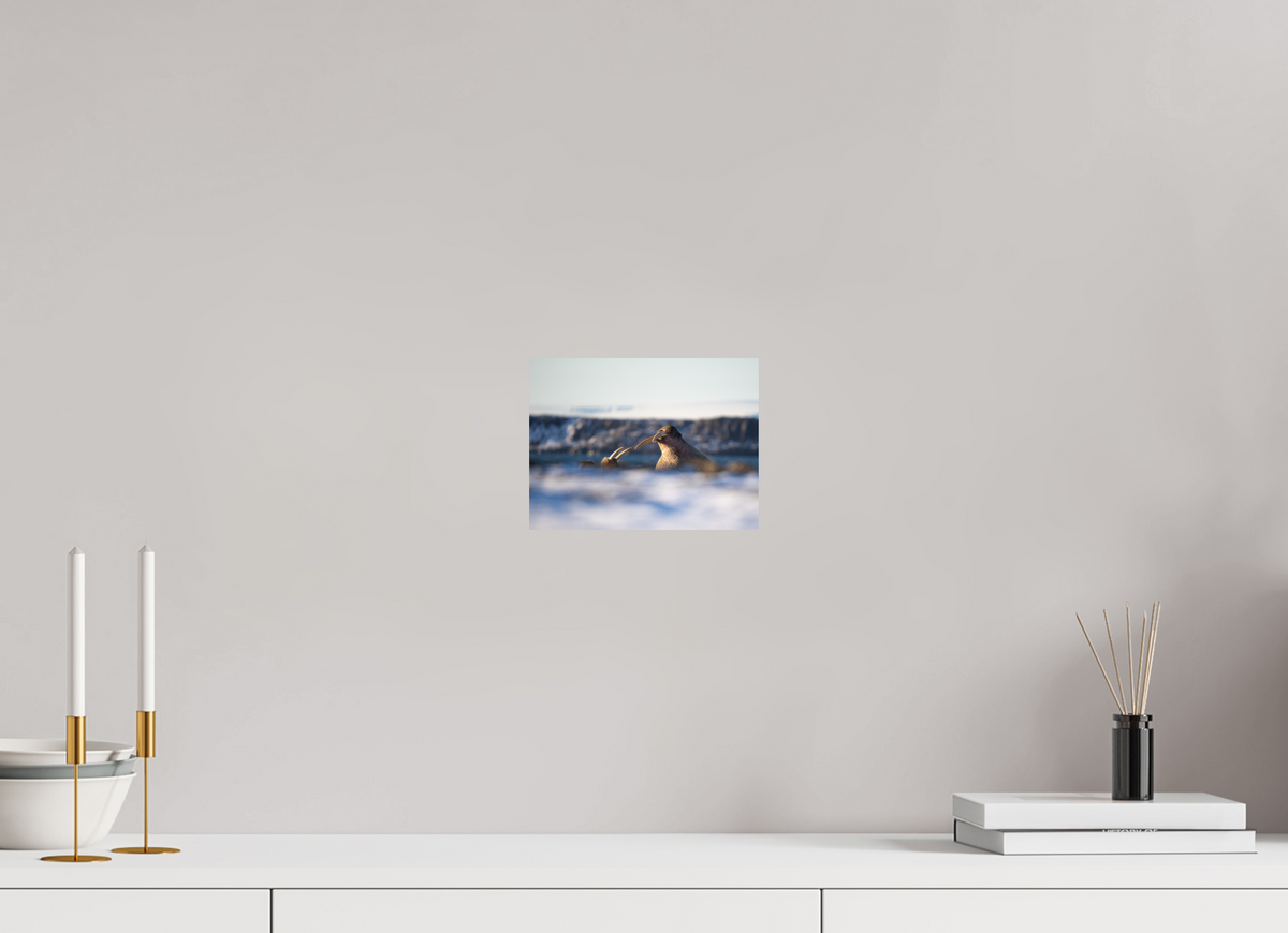 8 x 6″, Fine Art Print on Hahnemühle Baryta Walrus Sandwich