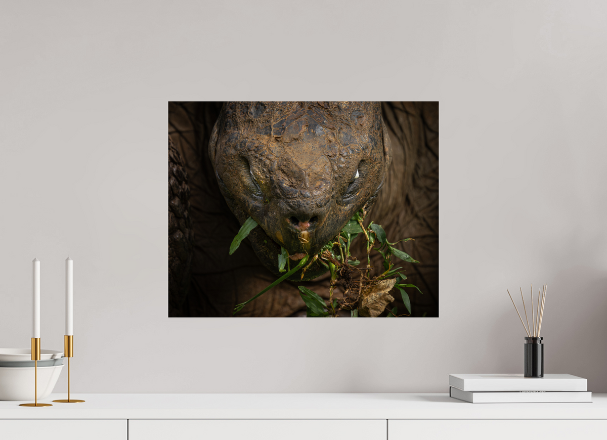 20 x 16″, Fine Art Print on Hahnemühle Baryta Galapagos Giant Tortoise