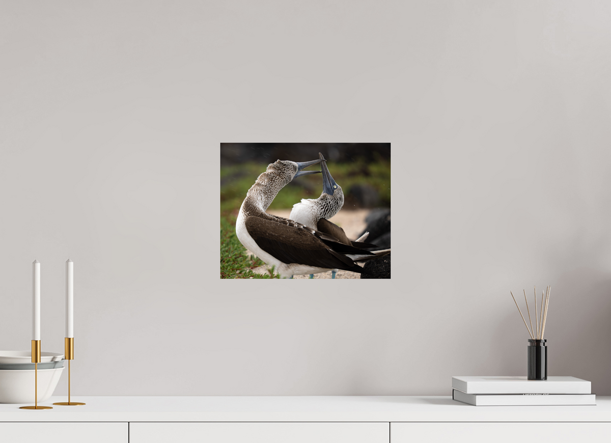 12.5″ x 10″, Budget Print on Fuji Crystal DP II Blue Footed Boobies