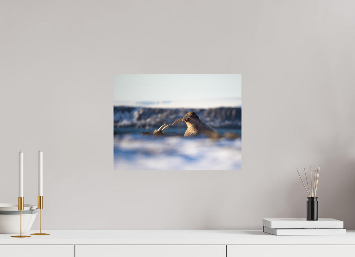 16 x 12″, ChromeLuxe HD Metal Print Walrus Sandwich