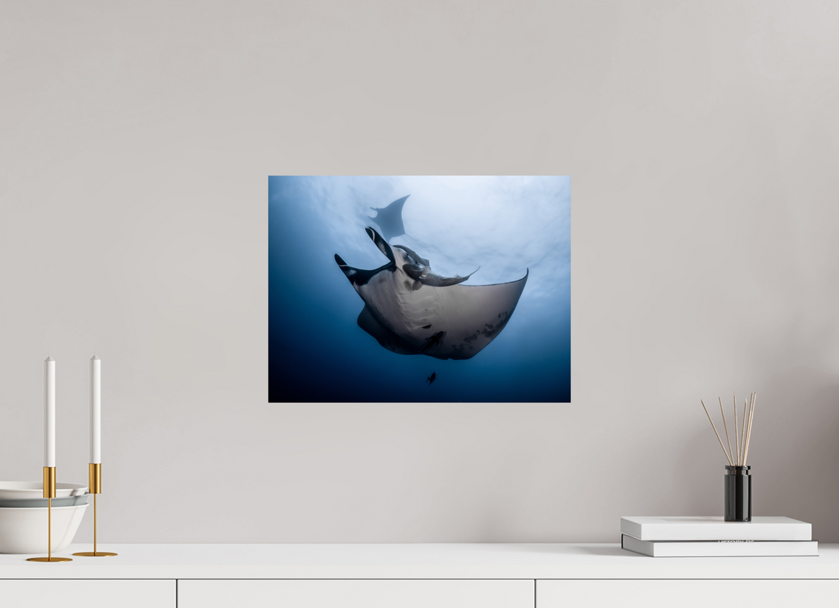 16 x 12″, ChromeLuxe HD Metal Print Manta Ray