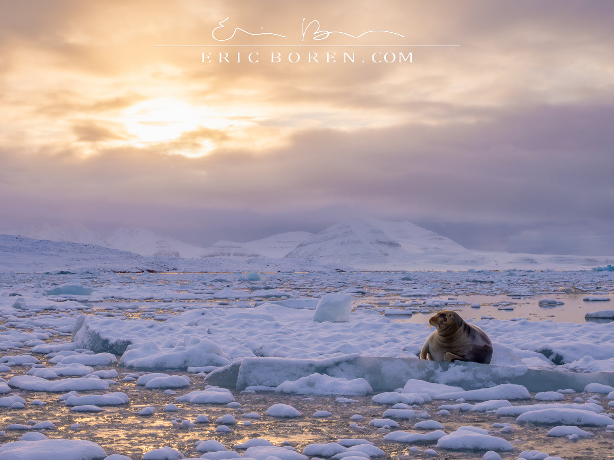 Bearded Seal at Sunset
