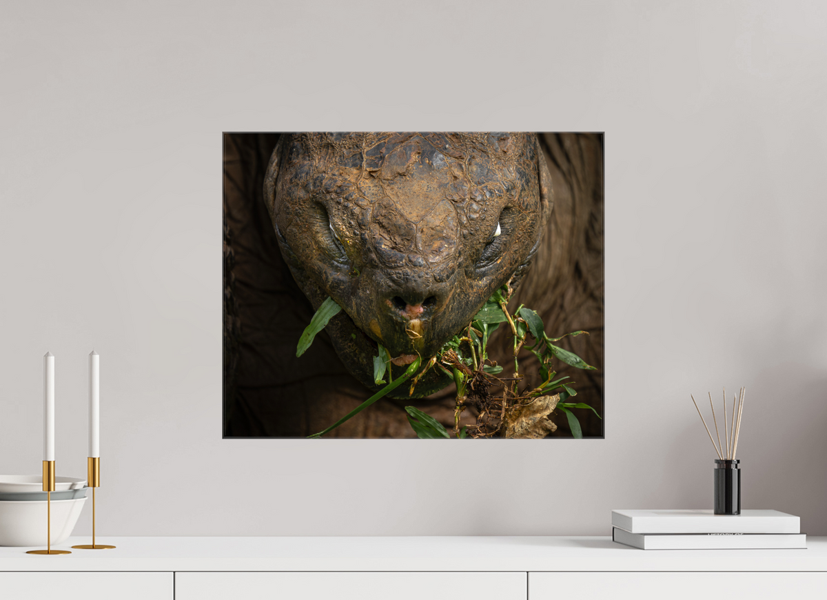 20 x 16″, Glossy Canvas with Wrapped Edges Galapagos Giant Tortoise