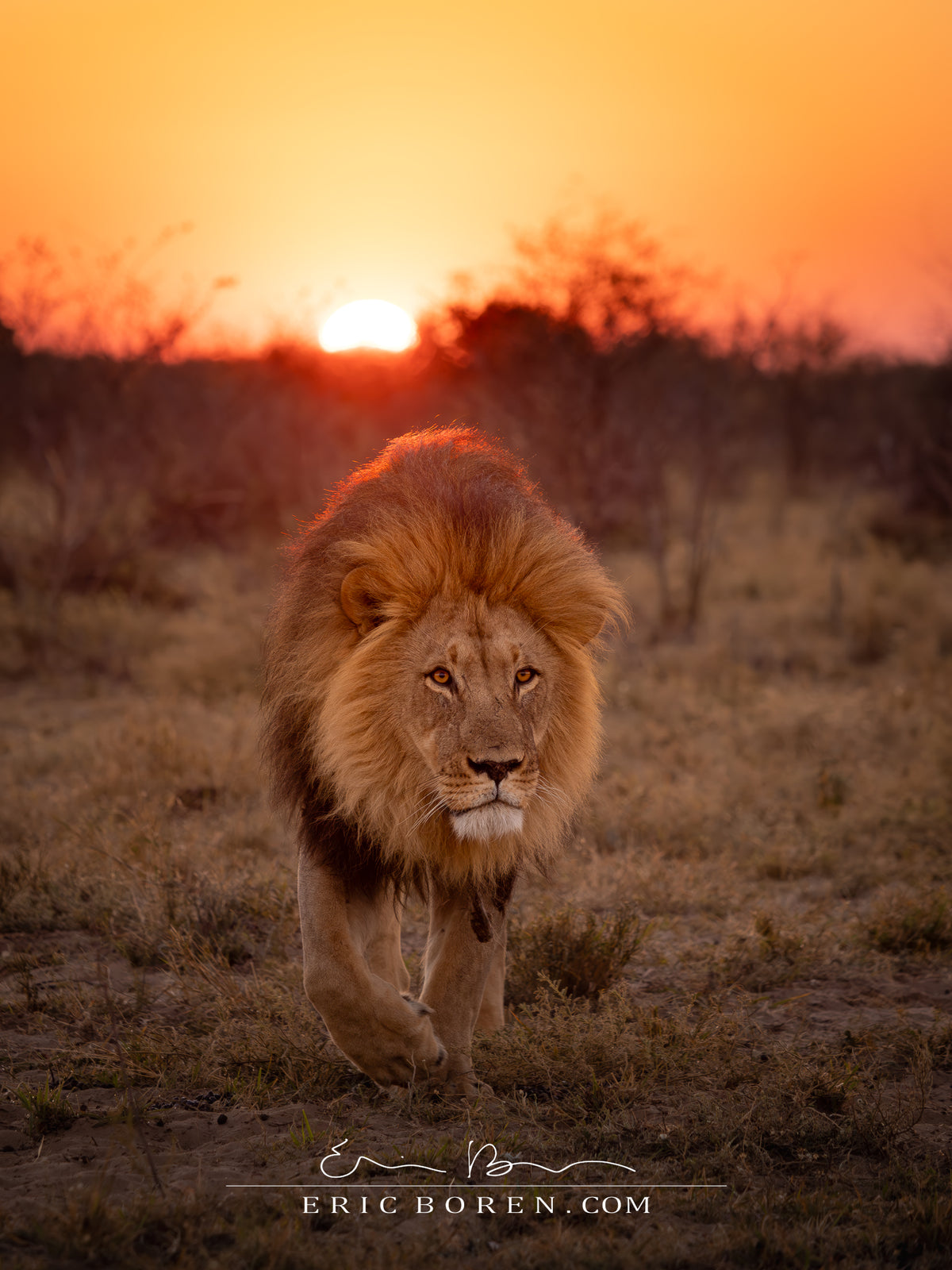 Blondie at Sunrise