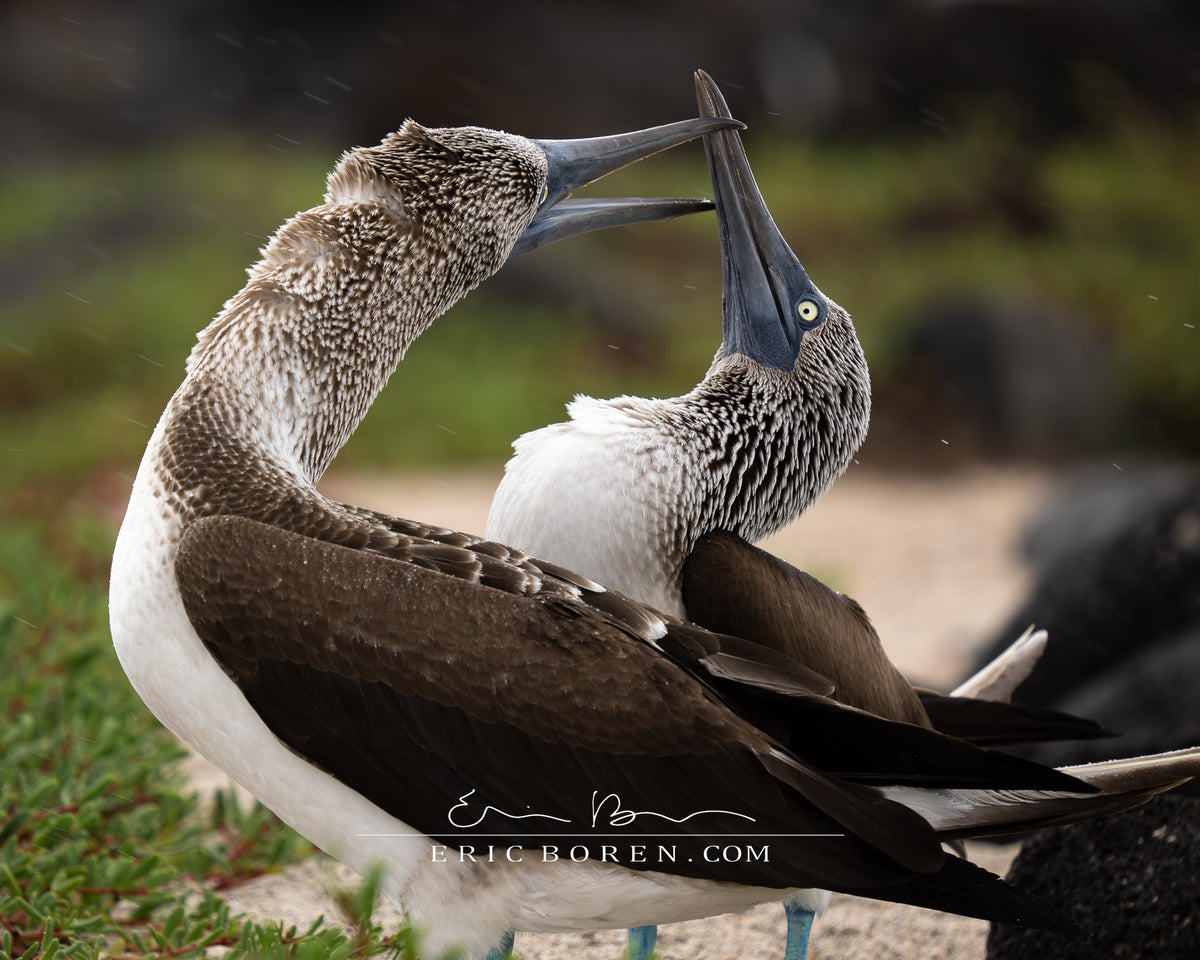 Blue Footed Boobies