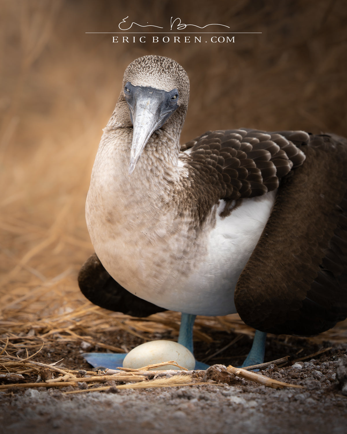 Blue Footed Booby with Egg