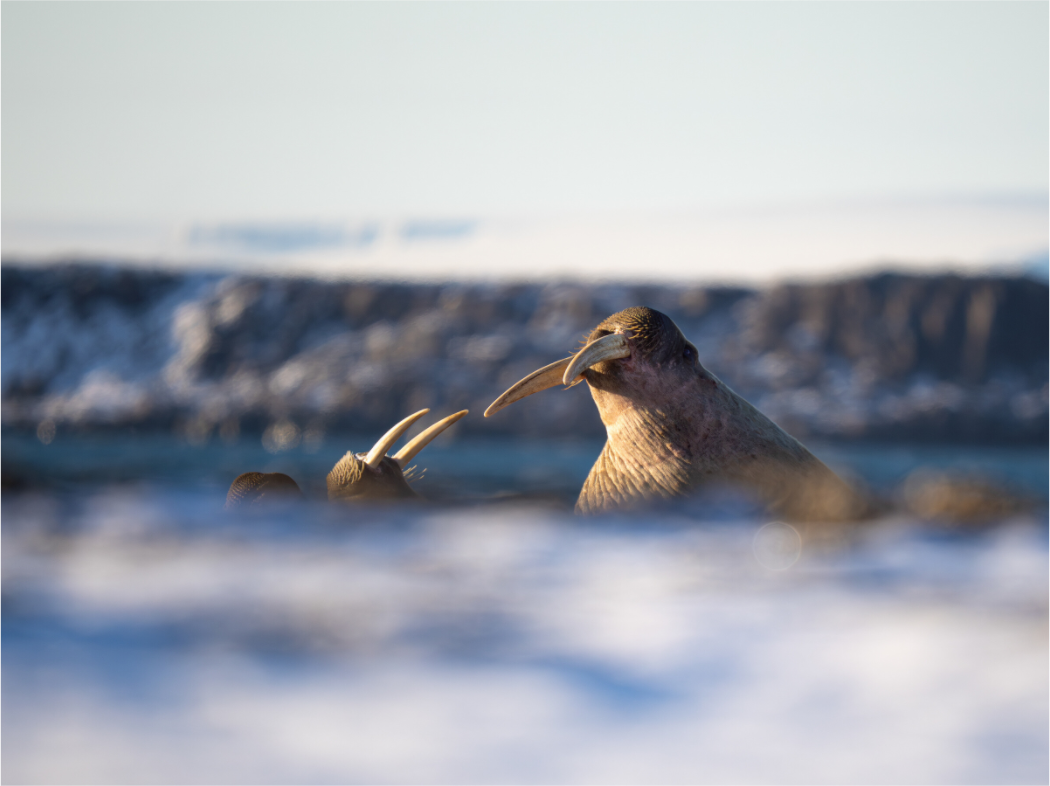Main image Walrus Sandwich