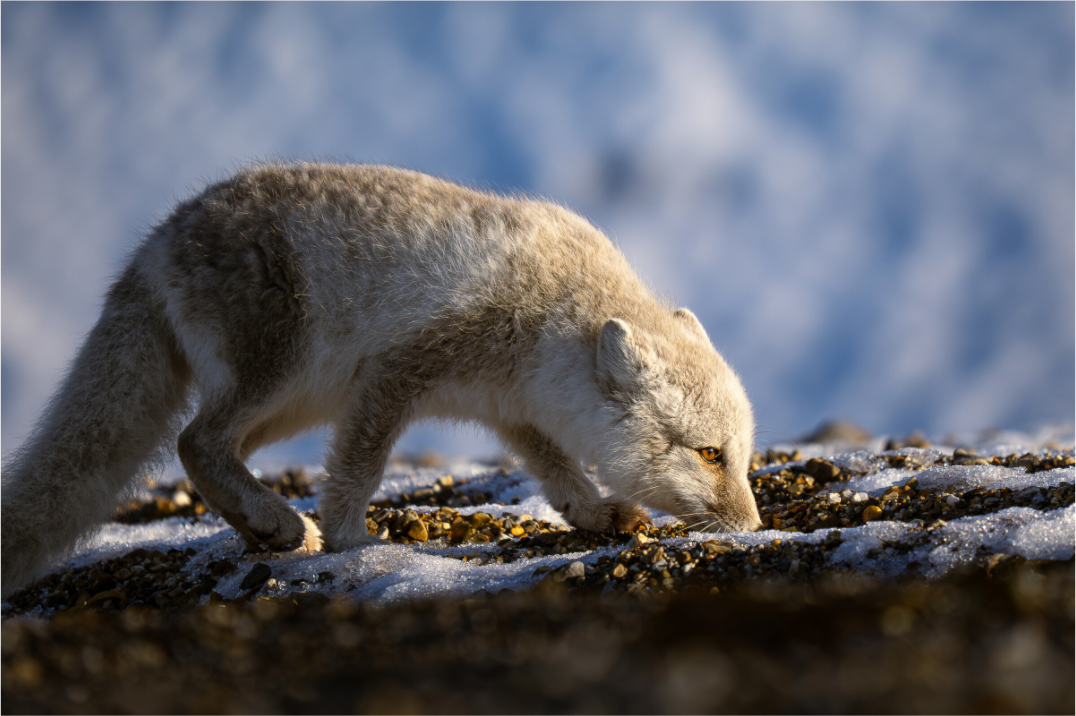 Main image Arctic Fox Sniffing, 12x8