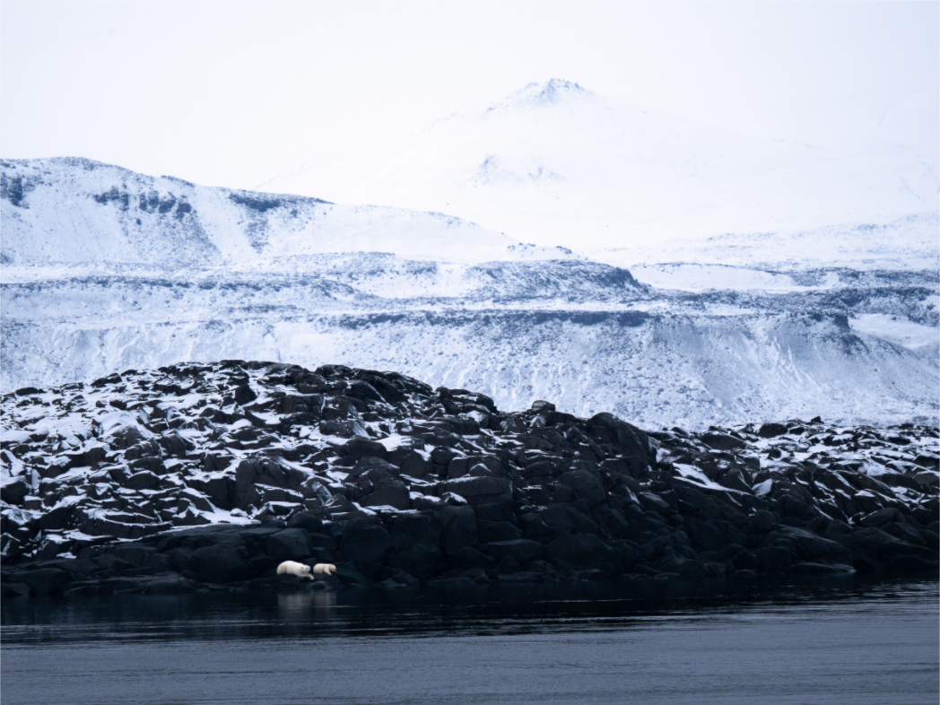 Main image Polar Bear Mother and Cub, 20x15