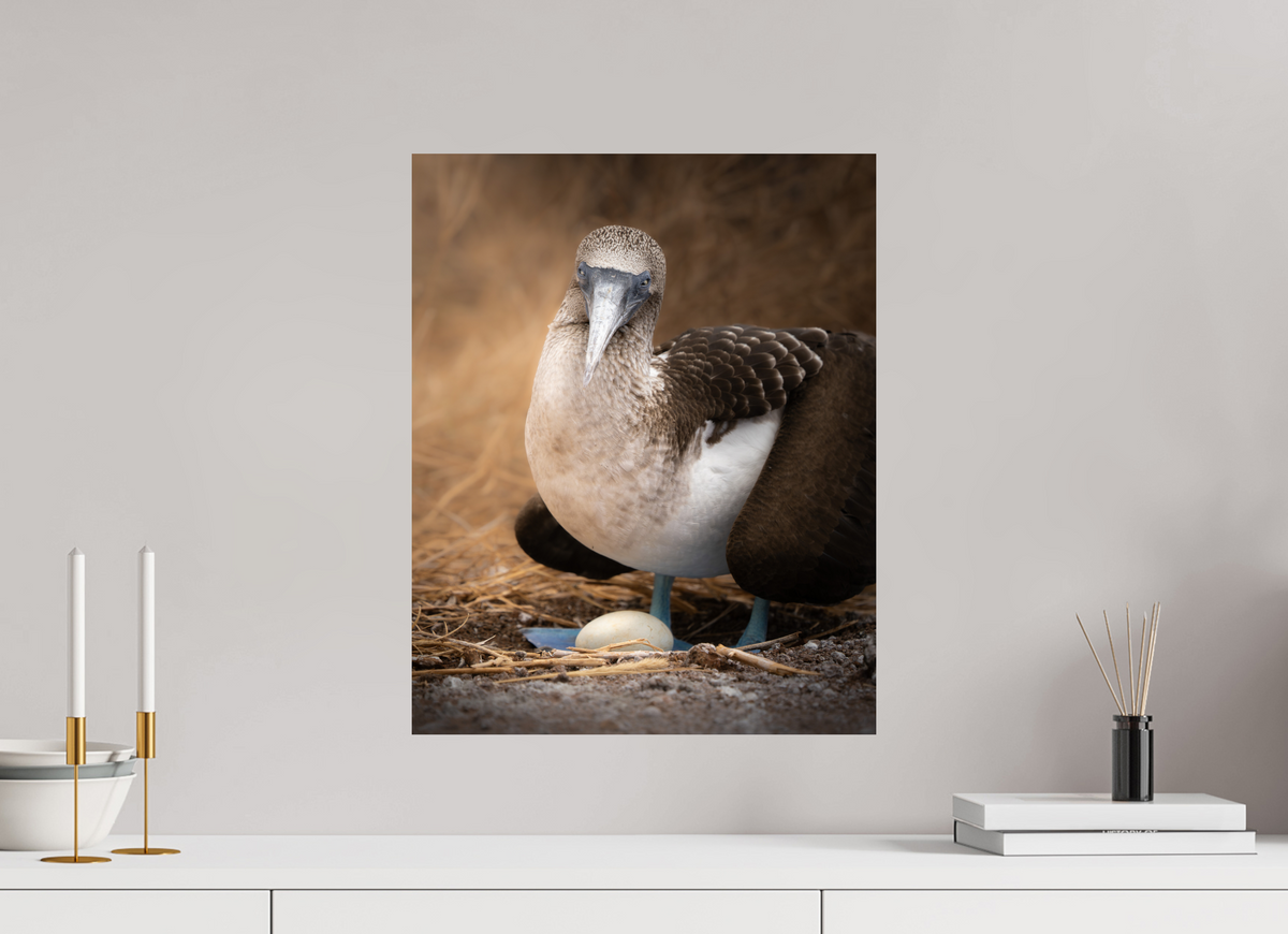 16 x 20″, ChromeLuxe HD Metal Print Blue Footed Booby with Egg