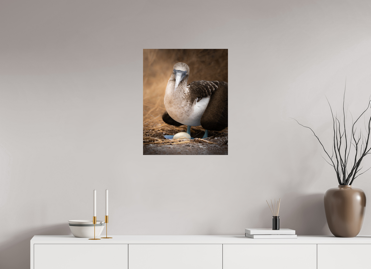 20 x 25″, Fine Art Print on Hahnemühle Baryta Blue Footed Booby with Egg