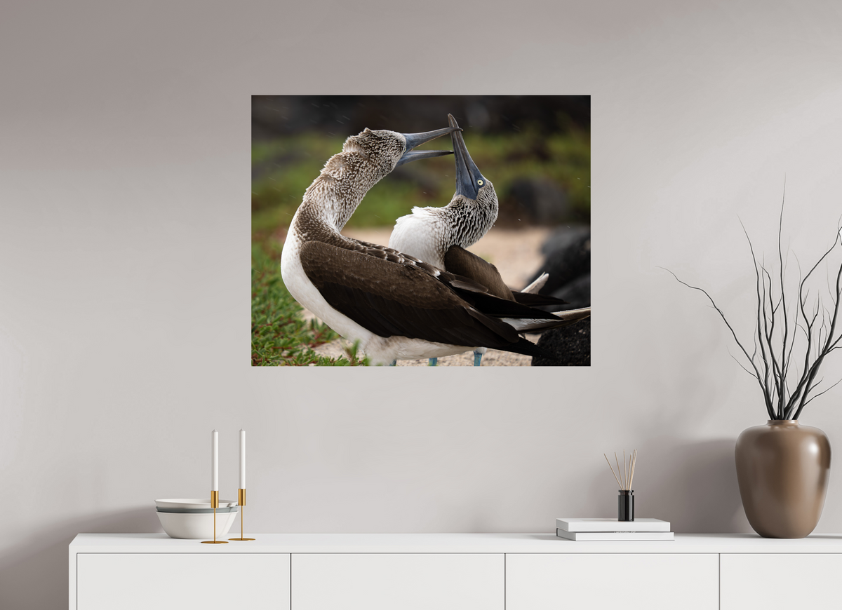 35 x 28″, ChromeLuxe HD Metal Print Blue Footed Boobies